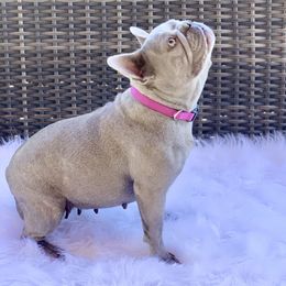 Lilacs - French Bulldog