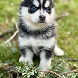 Luttre 🦦 - Pomsky