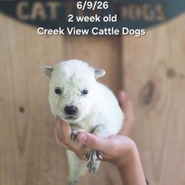 Girl 1 - Blue mottled female Australian Cattle Dog puppy in Monroe, North Carolina from Creek View Cattle Dogs
