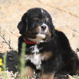 Bernese Mountain Dog, Golden Mountain Dog, and Golden Retriever Puppies from Grateful Bernese & Gage's Goldens