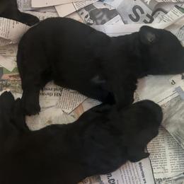 Girl 1 - female Bouvier des Flandres puppy in Bethlehem, Connecticut from Bouviers Gate House