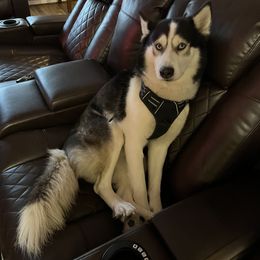 Ice - Siberian Husky