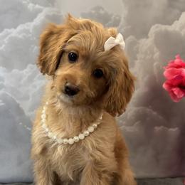 Cavapoo Puppies from Dune Pack Doodles and Poodles