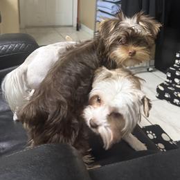 Lucky AKC - Chocolate and tan male Yorkshire Terrier puppy in Labelle, Florida from Chocolate and Parti Yorkies in Florida