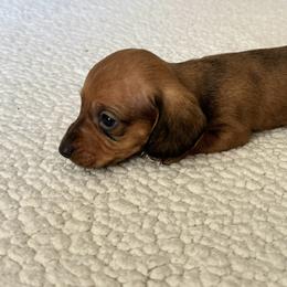 Dachshund Puppies from L & J Kennel