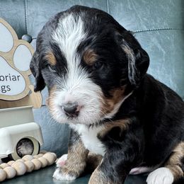 Copper - Lady Liberty Litter - male Australian Mountain Doodle puppy in Greenville, Ohio from Woodbriar Wags