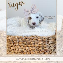 Sugar - Parti female Goldendoodle puppy in Bell Buckle, Tennessee from Precious Puptown Doodles