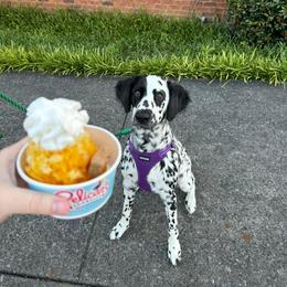 Dalmatian Puppies from Spotted Jewels Dalmatians