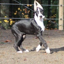 Great Dane Puppies from Dunn Right Ranch