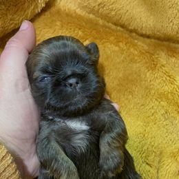 Great Pyrenees and Shih Tzu Puppies from Ashville Shih Tzu Chalet