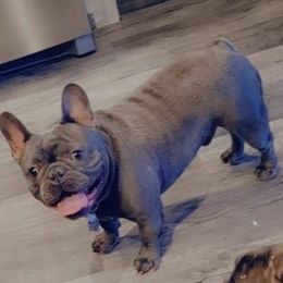 French Bulldogs from Dawn's French Bulldogs