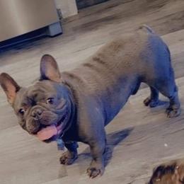 French Bulldogs from Dawn's French Bulldogs