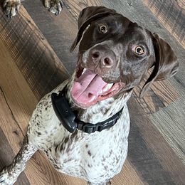 Ember - German Shorthaired Pointer