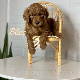Poodle Puppies from Cityscape Moyen Poodles