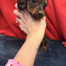 Oscar - Wild boar male Dachshund puppy in Gaston, Indiana from Sunshine’s Dachshunds