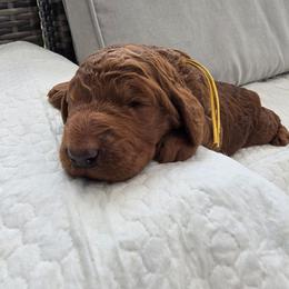 Princess Anna Red Rosa - Red  female Poodle puppy in Woodbridge, Virginia from Rosa Red Standard Poodles