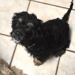 Boy 1 - Black white and tan male Cocker Spaniel puppy in Gainesville, Florida from Lady's Cocker Spaniels