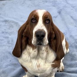 Licy - Basset Hound