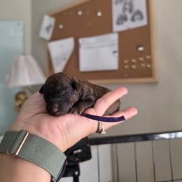 Skyy - Brindle female Poodle puppy in Plainfield, New Jersey from Caris Paws Poodles and Labradoodles