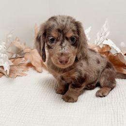 Coco - Dapple male Dachshund puppy in San Diego, California from Enchantables