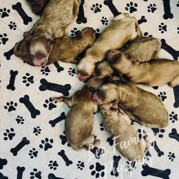 Aussiedoodle and Goldendoodle Puppies from Lee Family Puppies