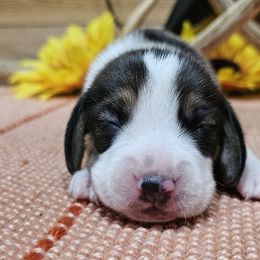 Boy 1 - Black tan and white male Beagle puppy in Spring Branch, Texas from Lost Trail Kennels