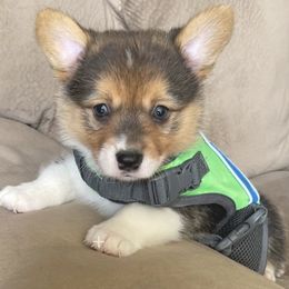 Pembroke Welsh Corgi Puppies from Kilgore’s Puppies of Greers Ferry Lake