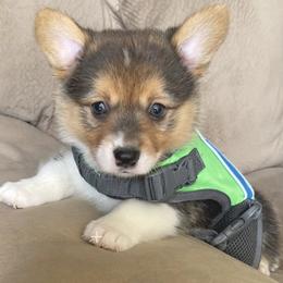 Pembroke Welsh Corgi Puppies from Kilgore’s Puppies of Greers Ferry Lake