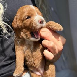 Lola - Caramel red female Australian Labradoodle puppy in Auburn, California from Poodles and Labradoodles breeder