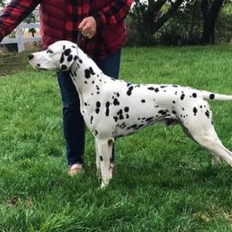 Pierre - Dalmatian