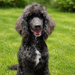 Hunter - Black male Poodle puppy in Mancelona, Michigan from Lavender poodles & doodles