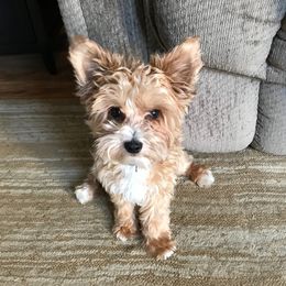 Teddy - Yorkipoo