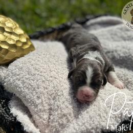 Patch - Blue merle male Bernedoodle puppy in Fort Pierce, Florida from Gentle Giants Doodle Co.