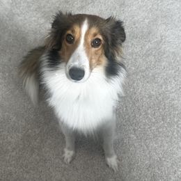 Shetland Sheepdog All Grown Up from Rickman's Family Farm