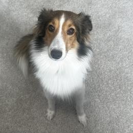 Shetland Sheepdog All Grown Up from Rickman's Family Farm