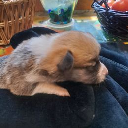 Girl 4 - Pembroke Welsh Corgi puppy in Spotsylvania, Virginia from Cobyco