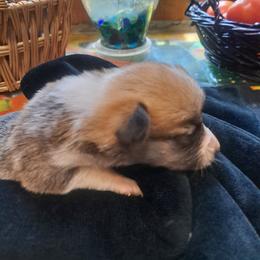 Girl 4 - Pembroke Welsh Corgi puppy in Spotsylvania, Virginia from Cobyco