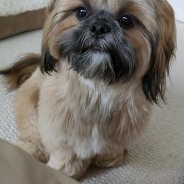 Shih Tzu All Grown Up from Shih Tzu Jewels of Cocoa