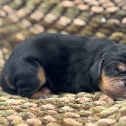 Chase - Black and tan male Cavalier King Charles Spaniel puppy in Iowa from Pine Haven Cavaliers