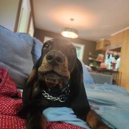 Black and Tan Coonhound Puppies from Jackman Kennels