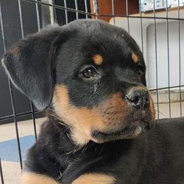 Rottweilers from Von Hause Araya Kennels