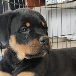 Rottweilers from Von Hause Araya Kennels