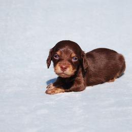 AKC Lucky - Chocolate and tan male Dachshund puppy in Billings, Missouri from Bundles of Joy