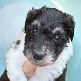 Gracie Mini ESA therapy - Parti female Schnoodle puppy in Temple, Texas from Schnauzers Of Taylor