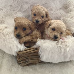 Maltipoo Puppies from Puppyzenn