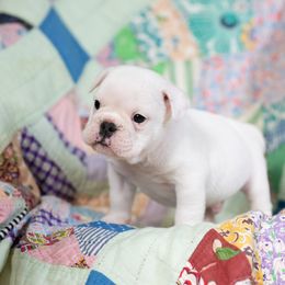 Bulldog Puppies from Brandywine Bulldogs
