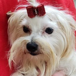 Cloud - Yorkshire Terrier