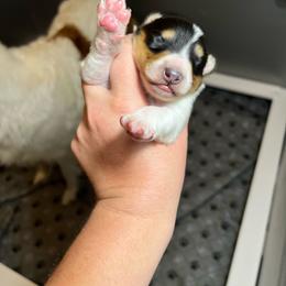 Basil - Black white and tan male Collie puppy in Henderson, Nevada from River Spirit Collies