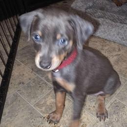 BLBLF1 9-26 Red - Blue and rust female Miniature Pinscher puppy in Middle Point, Ohio from Knisely's Min Pins-AKC