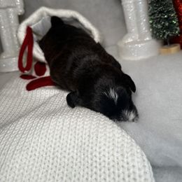 Poodle and Schnoodle Puppies from Bred by Brennen